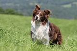 BORDER COLLIE 515